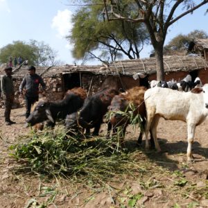village visit cattle